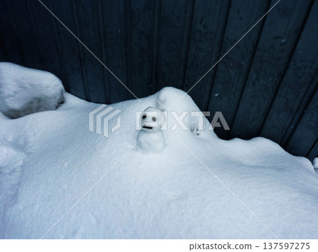 Snowman, cute, cold, snowman, nature, snowman, white, copy space, cute Snowman, cute, cold, snowman, nature, snowman, white, copy space, cute 137597275
