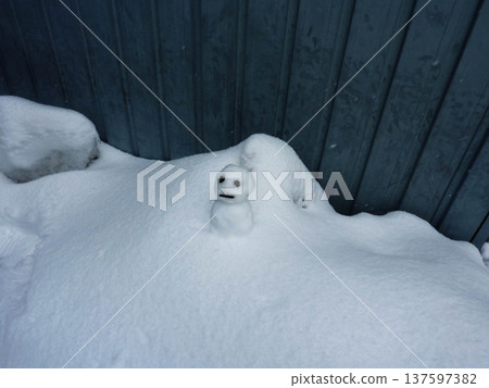 雪人，可愛，寒冷，雪人，自然，雪人，白色，留白 137597382