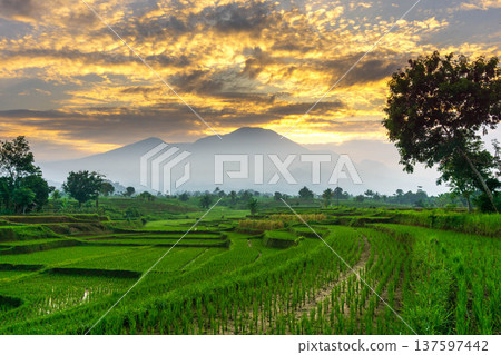 Beautiful morning view indonesia Panorama Landscape paddy fields with beauty color and sky natural light Beautiful morning view indonesia Panorama Landscape paddy fields with beauty color and sky natural light 137597442