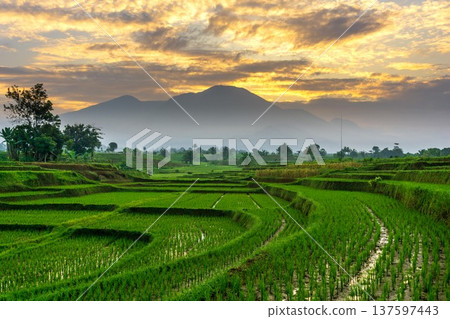 Beautiful morning view indonesia Panorama Landscape paddy fields with beauty color and sky natural light Beautiful morning view indonesia Panorama Landscape paddy fields with beauty color and sky natural light 137597443