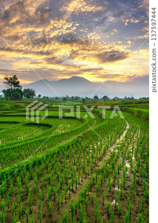 Beautiful morning view indonesia Panorama Landscape paddy fields with beauty color and sky natural light Beautiful morning view indonesia Panorama Landscape paddy fields with beauty color and sky natural light 137597444