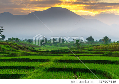 Beautiful morning view indonesia Panorama Landscape paddy fields with beauty color and sky natural light Beautiful morning view indonesia Panorama Landscape paddy fields with beauty color and sky natural light 137597446