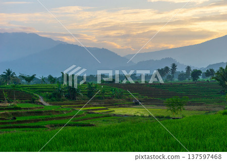 Beautiful morning view indonesia Panorama Landscape paddy fields with beauty color and sky natural light 137597468