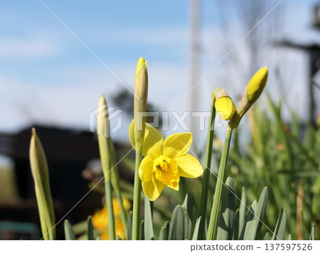On a spring day, the same yellow daffodils bloom at the same time. On a spring day, the same yellow daffodils bloom at the same time. 137597526