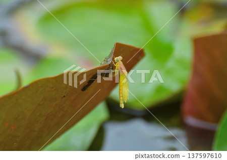 豆娘的羽化 137597610