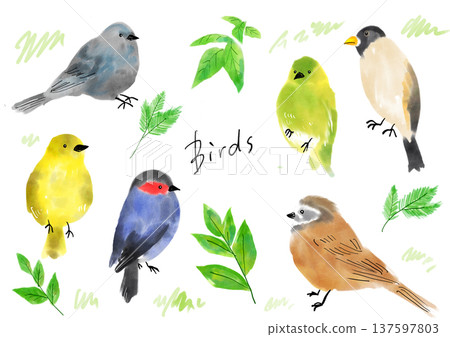 Hand drawn bird illustration set 137597803