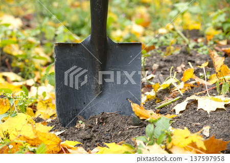 Shovel in the garden surrounded by fallen autumn leaves 137597958
