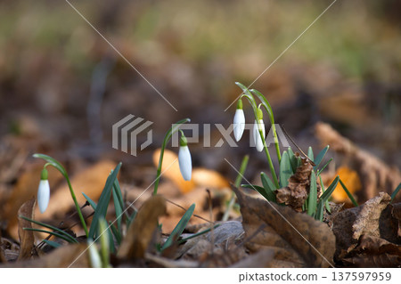 Delicate Snowdrops Blooming Among Fallen Leaves in Early Spring Woodland Meadow 137597959