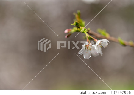 Cherry blossoms bathed in spring light Cherry blossoms bathed in spring light 137597996