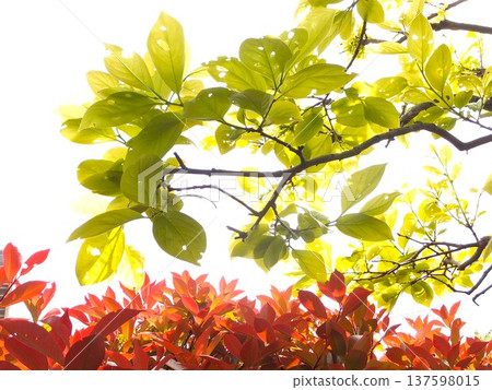 Spring: Beautiful bright red new leaves ♪ Beni Kaname hedge and fresh green persimmon trees 137598015