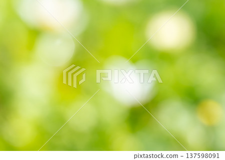 A refreshing, sparkling background of sunlight filtering through the trees A refreshing, sparkling background of sunlight filtering through the trees 137598091