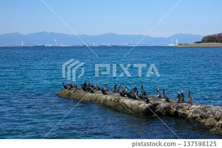 Calm sea and cormorants on a clear day 137598125