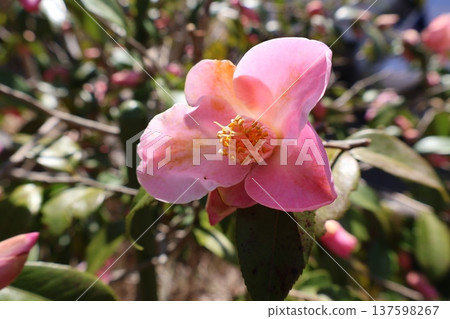 Pink fragrant camellia flowers Pink fragrant camellia flowers 137598267