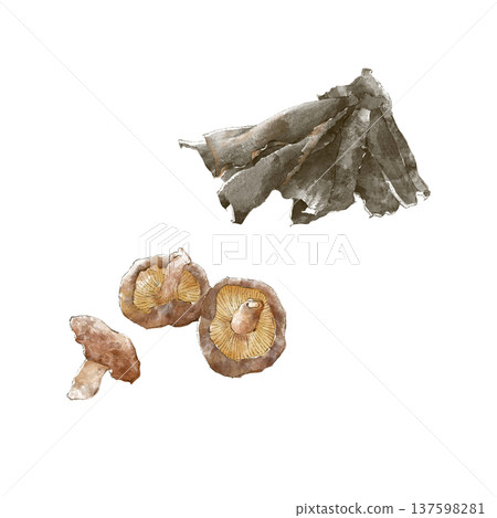 Dried shiitake mushrooms and dashi kelp painted in watercolor 137598281