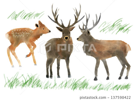 Watercolor deer illustration Watercolor deer illustration 137598422