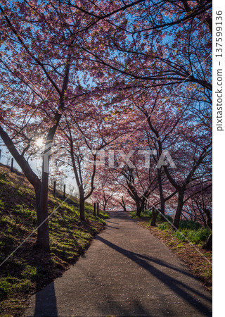 清晨的陽光灑在河津櫻花隧道上,漫步其中。 清晨的陽光灑在河津櫻花隧道上,漫步其中。 137599136