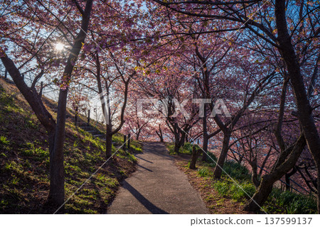 Walking through a tunnel of Kawazu cherry blossoms in the morning sun Walking through a tunnel of Kawazu cherry blossoms in the morning sun 137599137
