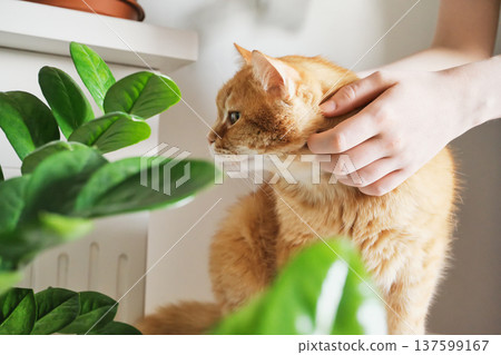Ginger cat receiving affection from owner's hands near houseplant Ginger cat receiving affection from owner's hands near houseplant 137599167