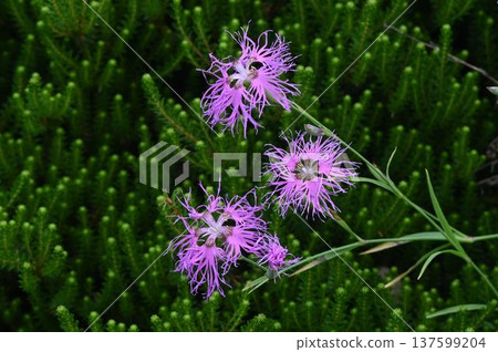 The beautiful pink flowers of the alpine type of Dianthus keiskei, found in the high mountain regions of Shinshu, are found in the alpine region. The beautiful pink flowers of the alpine type of Dianthus keiskei, found in the high mountain regions of Shinshu, are found in the alpine region. 137599204
