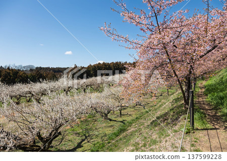 Walking path through the Minogo plum grove where Kawazu cherry blossoms bloom, Gunma Prefecture Walking path through the Minogo plum grove where Kawazu cherry blossoms bloom, Gunma Prefecture 137599228
