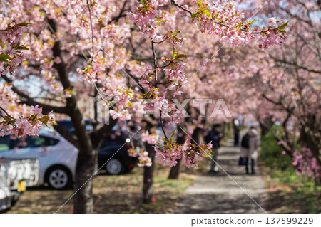 群馬縣河津櫻花盛開的美濃鄉梅林散步道 137599229