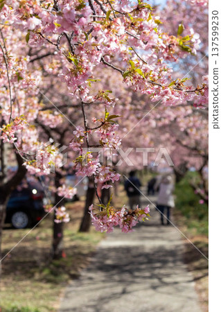 Walking path through the Minogo plum grove where Kawazu cherry blossoms bloom, Gunma Prefecture Walking path through the Minogo plum grove where Kawazu cherry blossoms bloom, Gunma Prefecture 137599230