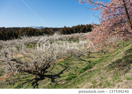 Walking path through the Minogo plum grove where Kawazu cherry blossoms bloom, Gunma Prefecture 137599240