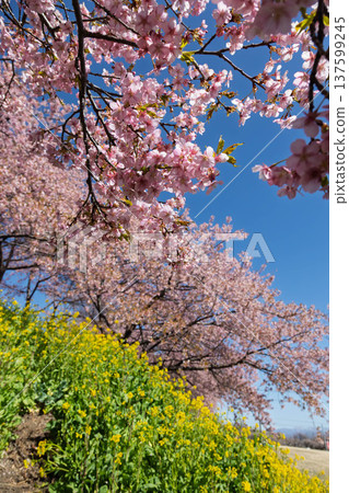 群馬縣河津櫻花盛開的美濃鄉梅林散步道 137599245