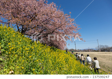 Walking path through the Minogo plum grove where Kawazu cherry blossoms bloom, Gunma Prefecture 137599247