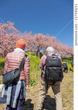 群馬縣河津櫻花盛開的美濃鄉梅林散步道 群馬縣河津櫻花盛開的美濃鄉梅林散步道 137599251