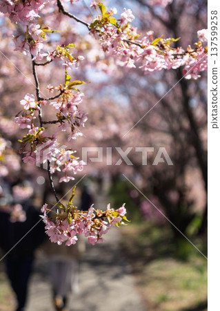 Walking path through the Minogo plum grove where Kawazu cherry blossoms bloom, Gunma Prefecture Walking path through the Minogo plum grove where Kawazu cherry blossoms bloom, Gunma Prefecture 137599258