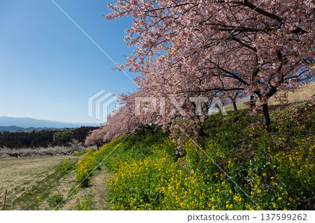 Walking path through the Minogo plum grove where Kawazu cherry blossoms bloom, Gunma Prefecture Walking path through the Minogo plum grove where Kawazu cherry blossoms bloom, Gunma Prefecture 137599262
