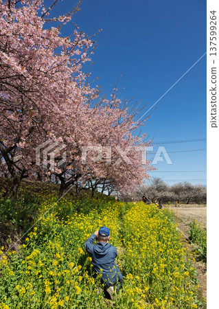Walking path through the Minogo plum grove where Kawazu cherry blossoms bloom, Gunma Prefecture Walking path through the Minogo plum grove where Kawazu cherry blossoms bloom, Gunma Prefecture 137599264
