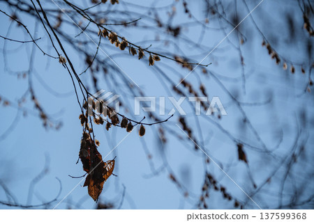 Dead leaf silhouette 137599368