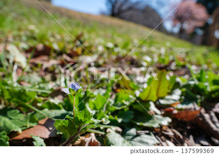 Flower petals 137599369