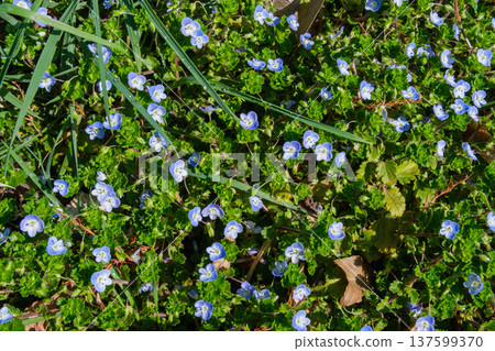 Flower garden petals 137599370