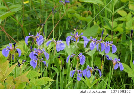 A cluster of beautiful blue-purple irises seen at the Shinshu Hakuba Goryu Alpine Botanical Garden A cluster of beautiful blue-purple irises seen at the Shinshu Hakuba Goryu Alpine Botanical Garden 137599392