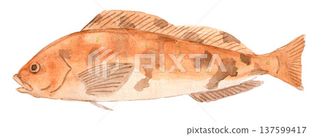 石斑魚水彩畫 石斑魚水彩畫 137599417