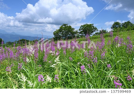 信州白馬五龍高山植物園中，盛開著美麗的粉紅柳蘭花序。 137599469