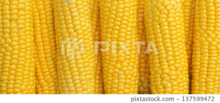 panoramic view of the cobs of fresh tasty corn, close up panoramic view of the cobs of fresh tasty corn, close up 137599472