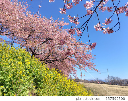 Walking path through the Minogo plum grove where Kawazu cherry blossoms bloom, Gunma Prefecture 137599500