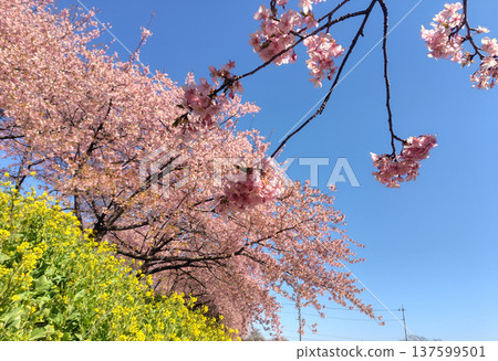 Walking path through the Minogo plum grove where Kawazu cherry blossoms bloom, Gunma Prefecture Walking path through the Minogo plum grove where Kawazu cherry blossoms bloom, Gunma Prefecture 137599501