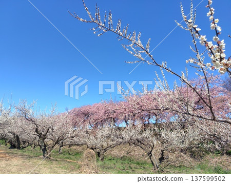 Walking path through the Minogo plum grove where Kawazu cherry blossoms bloom, Gunma Prefecture 137599502