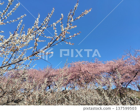 Walking path through the Minogo plum grove where Kawazu cherry blossoms bloom, Gunma Prefecture Walking path through the Minogo plum grove where Kawazu cherry blossoms bloom, Gunma Prefecture 137599503