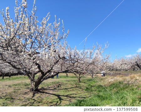 Migo plum grove walking path, Gunma Prefecture 137599508
