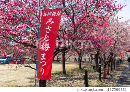 Misato Plum Festival flags at Misato Plum Grove, Gunma Prefecture 137599581