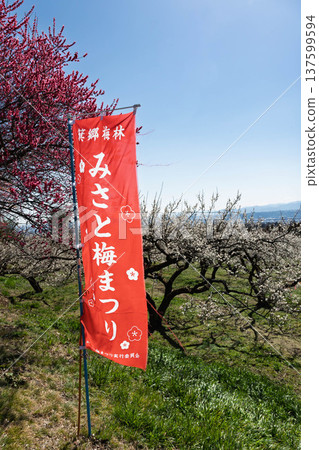 群馬縣美里梅林的美里梅節旗幟 群馬縣美里梅林的美里梅節旗幟 137599594