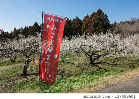 Misato Plum Festival flags at Misato Plum Grove, Gunma Prefecture Misato Plum Festival flags at Misato Plum Grove, Gunma Prefecture 137599601