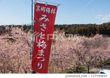 群馬縣美里梅林的美里梅節旗幟 群馬縣美里梅林的美里梅節旗幟 137599605