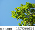 陽光透過樹葉和藍天灑下來。 137599634